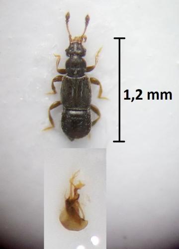 Bibloplectus ambiguus